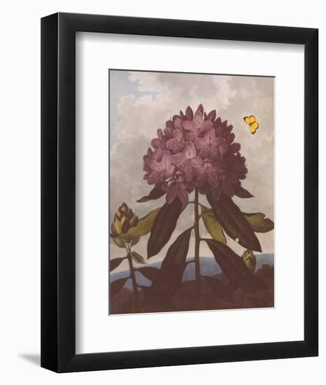 The Pontic Rhododendron-Dr^ Robert J^ Thornton-Framed Art Print