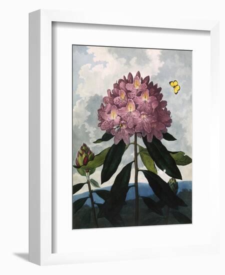 The Pontic Rhododendron-null-Framed Premium Giclee Print