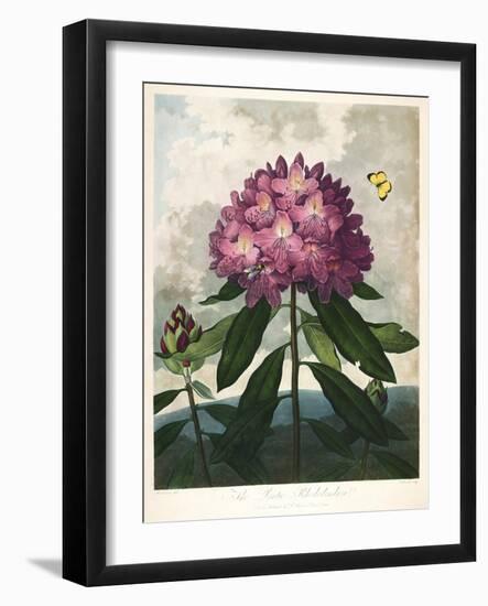 The Pontic Rhododendron-null-Framed Giclee Print