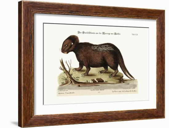 The Porcupine from Hudson's Bay, 1749-73-George Edwards-Framed Giclee Print