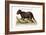 The Porcupine from Hudson's Bay, 1749-73-George Edwards-Framed Giclee Print