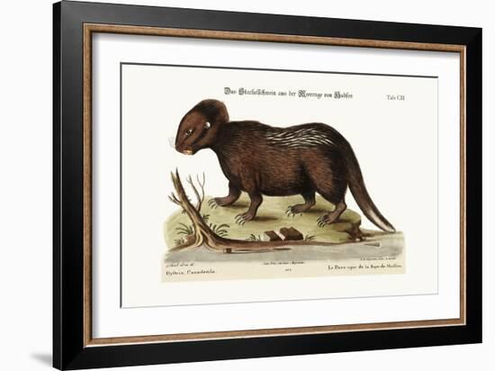 The Porcupine from Hudson's Bay, 1749-73-George Edwards-Framed Giclee Print