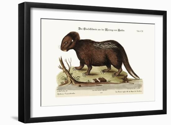 The Porcupine from Hudson's Bay, 1749-73-George Edwards-Framed Giclee Print