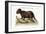 The Porcupine from Hudson's Bay, 1749-73-George Edwards-Framed Giclee Print