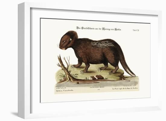 The Porcupine from Hudson's Bay, 1749-73-George Edwards-Framed Giclee Print