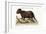 The Porcupine from Hudson's Bay, 1749-73-George Edwards-Framed Giclee Print