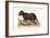 The Porcupine from Hudson's Bay, 1749-73-George Edwards-Framed Giclee Print