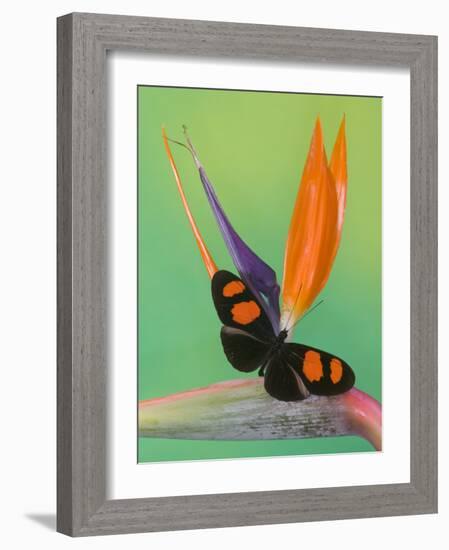 The Postman Butterfly on Bird Paradise-Darrell Gulin-Framed Photographic Print