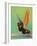 The Postman Butterfly on Bird Paradise-Darrell Gulin-Framed Photographic Print
