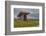 The Poulnabrone dolmen, prehistoric slab burial chamber, The Burren, County Clare, Munster, Republi-Nigel Hicks-Framed Photographic Print