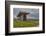 The Poulnabrone dolmen, prehistoric slab burial chamber, The Burren, County Clare, Munster, Republi-Nigel Hicks-Framed Photographic Print