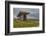 The Poulnabrone dolmen, prehistoric slab burial chamber, The Burren, County Clare, Munster, Republi-Nigel Hicks-Framed Photographic Print