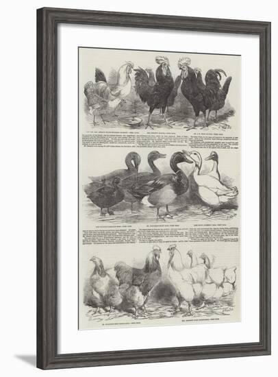 The Poultry Exhibition at Birmingham-Harrison William Weir-Framed Giclee Print