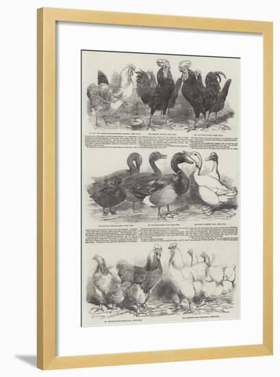 The Poultry Exhibition at Birmingham-Harrison William Weir-Framed Giclee Print