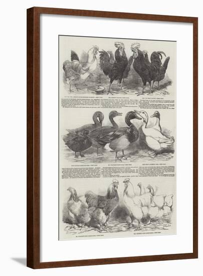 The Poultry Exhibition at Birmingham-Harrison William Weir-Framed Giclee Print