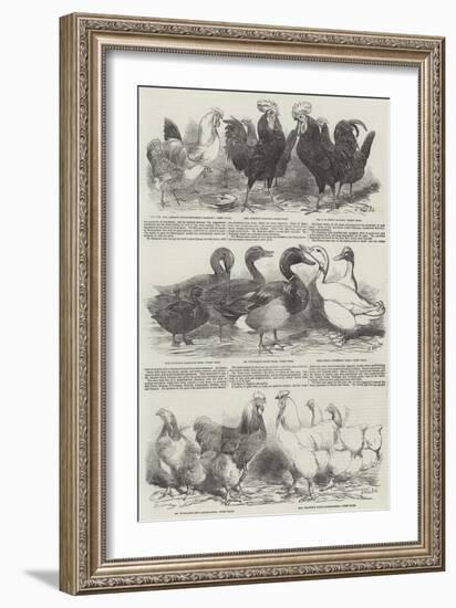 The Poultry Exhibition at Birmingham-Harrison William Weir-Framed Giclee Print