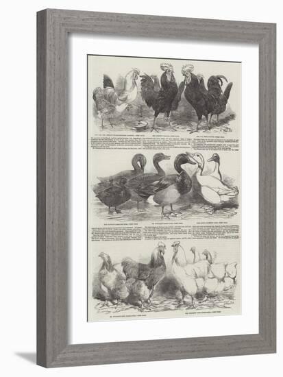 The Poultry Exhibition at Birmingham-Harrison William Weir-Framed Giclee Print