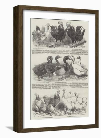 The Poultry Exhibition at Birmingham-Harrison William Weir-Framed Giclee Print