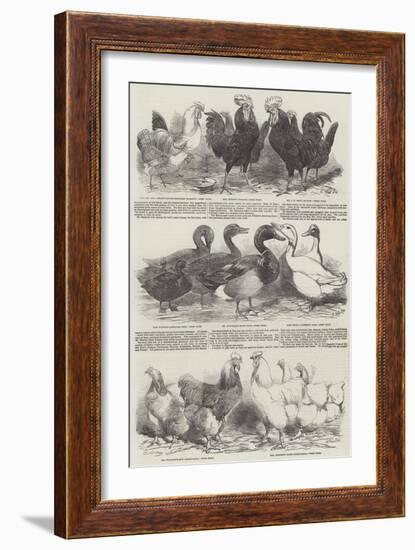 The Poultry Exhibition at Birmingham-Harrison William Weir-Framed Giclee Print