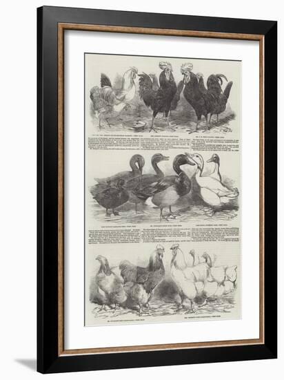 The Poultry Exhibition at Birmingham-Harrison William Weir-Framed Giclee Print