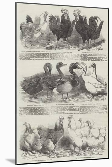 The Poultry Exhibition at Birmingham-Harrison William Weir-Mounted Giclee Print