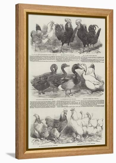 The Poultry Exhibition at Birmingham-Harrison William Weir-Framed Premier Image Canvas