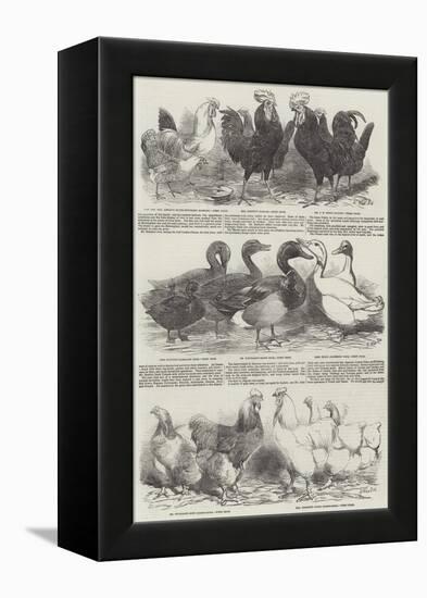 The Poultry Exhibition at Birmingham-Harrison William Weir-Framed Premier Image Canvas