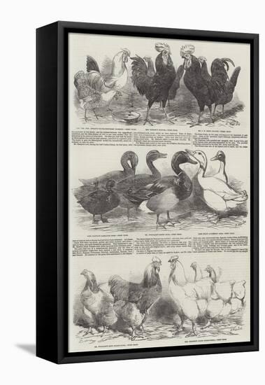 The Poultry Exhibition at Birmingham-Harrison William Weir-Framed Premier Image Canvas