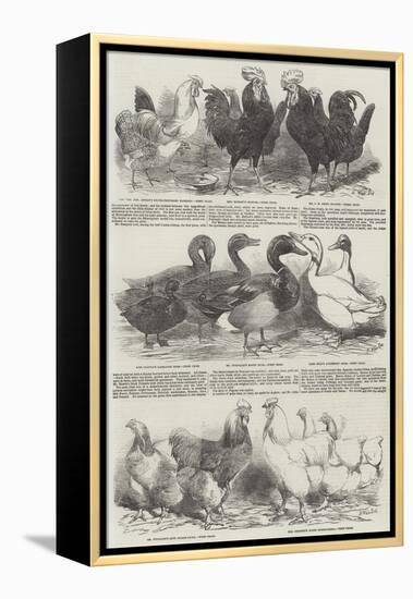 The Poultry Exhibition at Birmingham-Harrison William Weir-Framed Premier Image Canvas