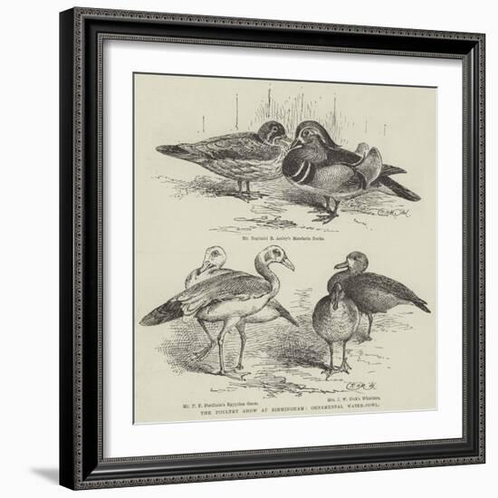 The Poultry Show at Birmingham, Ornamental Water-Fowl-null-Framed Giclee Print