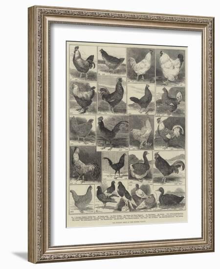 The Poultry Show at the Crystal Palace-Alfred Courbould-Framed Giclee Print