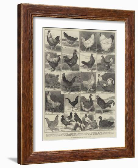 The Poultry Show at the Crystal Palace-Alfred Courbould-Framed Giclee Print