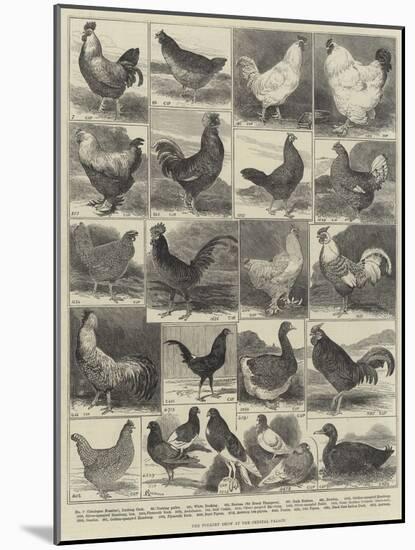 The Poultry Show at the Crystal Palace-Alfred Courbould-Mounted Giclee Print