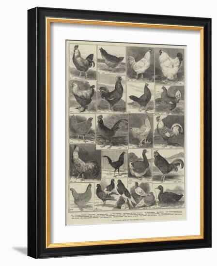 The Poultry Show at the Crystal Palace-Alfred Courbould-Framed Giclee Print