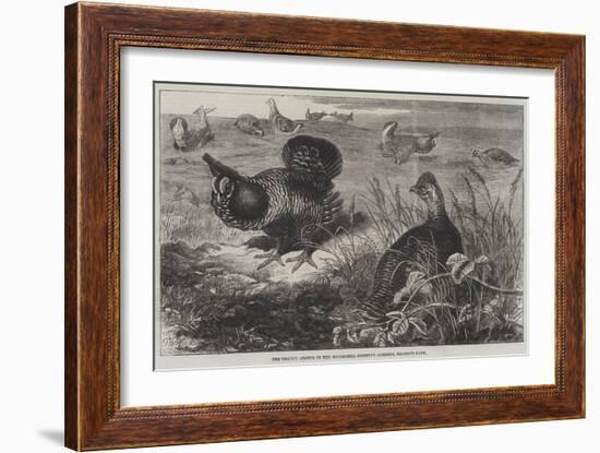 The Prairie Grouse in the Zoological Society's Gardens, Regent's Park-Thomas W. Wood-Framed Giclee Print