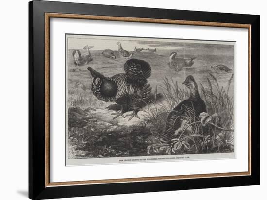 The Prairie Grouse in the Zoological Society's Gardens, Regent's Park-Thomas W. Wood-Framed Giclee Print