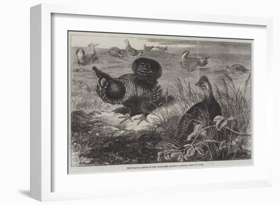 The Prairie Grouse in the Zoological Society's Gardens, Regent's Park-Thomas W. Wood-Framed Giclee Print