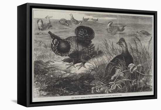 The Prairie Grouse in the Zoological Society's Gardens, Regent's Park-Thomas W. Wood-Framed Premier Image Canvas