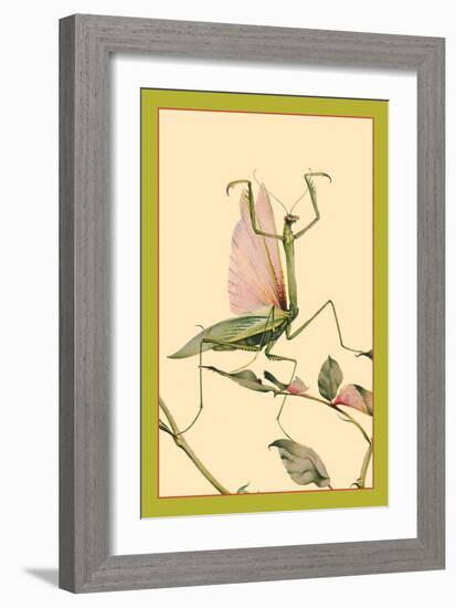 The Praying Mantis-Edward Detmold-Framed Art Print