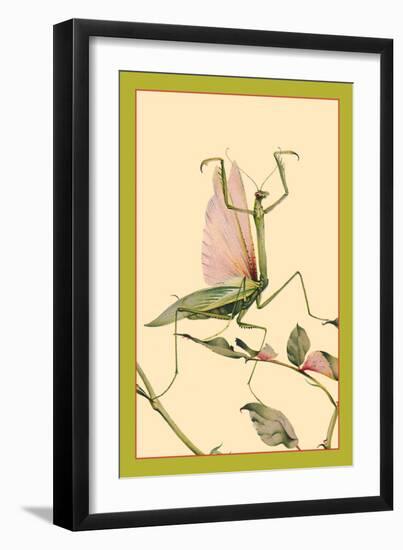 The Praying Mantis-Edward Detmold-Framed Art Print