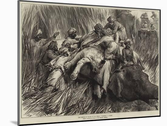 The Prince of Wales in the Terai, Padding a Tiger-Arthur Hopkins-Mounted Giclee Print