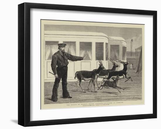 The Prince of Wales's Indian Presents, Antelopes at Exercise-Samuel Edmund Waller-Framed Giclee Print