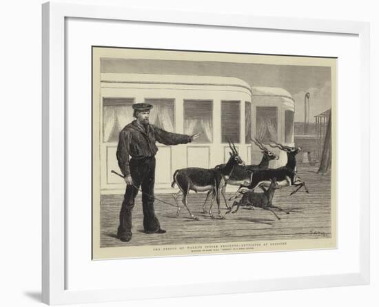 The Prince of Wales's Indian Presents, Antelopes at Exercise-Samuel Edmund Waller-Framed Giclee Print