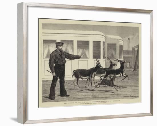 The Prince of Wales's Indian Presents, Antelopes at Exercise-Samuel Edmund Waller-Framed Giclee Print