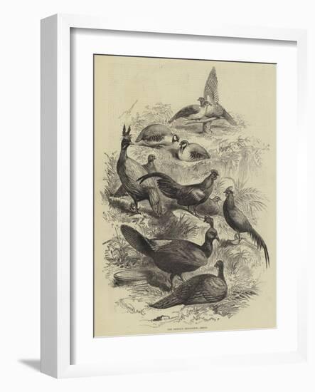 The Prince's Menagerie, Birds-null-Framed Giclee Print