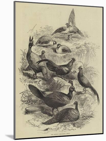 The Prince's Menagerie, Birds-null-Mounted Giclee Print