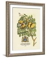 The Prince Saxegotha Botanical-Georg Ehret-Framed Premium Giclee Print