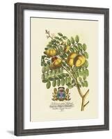 The Prince Saxegotha Botanical-Georg Ehret-Framed Premium Giclee Print