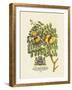 The Prince Saxegotha Botanical-Georg Ehret-Framed Premium Giclee Print