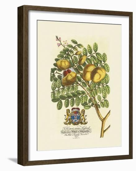 The Prince Saxegotha Botanical-Georg Ehret-Framed Premium Giclee Print